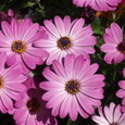 48_springstar