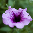 Supertunia Violet