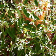 Euphorbia Diamond Frost
