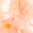 begonia belleconia apricot blush