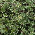 plectranthus variegata