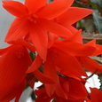 Begonia Summerwings Orange