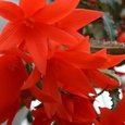 Begonia Summerwings Orange