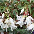 Begonia Summerwings White