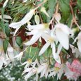Begonia Summerwings White