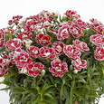 Dianthus Colori Joy