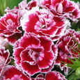 Dianthus Colori Joy
