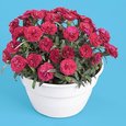 Dianthus Roselly Red