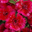 Dianthus Roselly Red