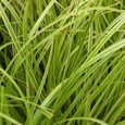Carex Gold Fountains